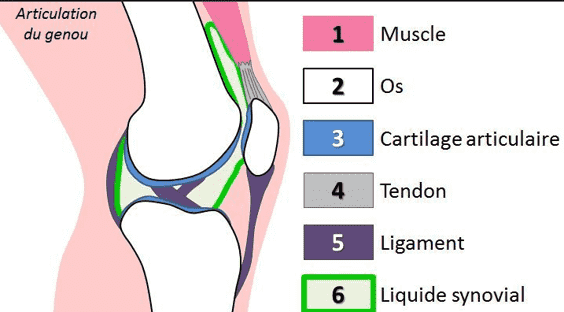 L'articulation du geniou Plan de coupe d'une articulation du genou
